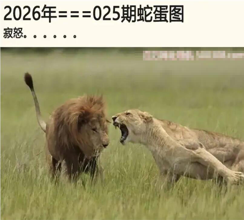 025期另版蛇蛋图[图]